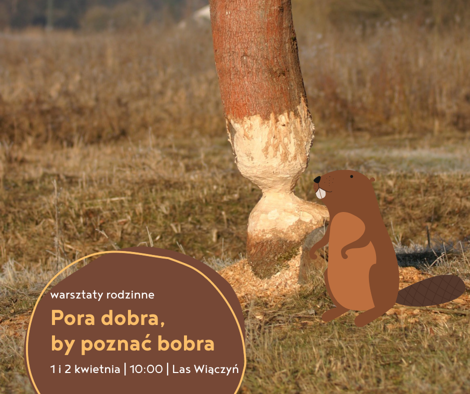 Rysunkowy bóbr ścinający drzewo - plansza reklamująca warsztaty: Pora dobra, by poznać bobra.