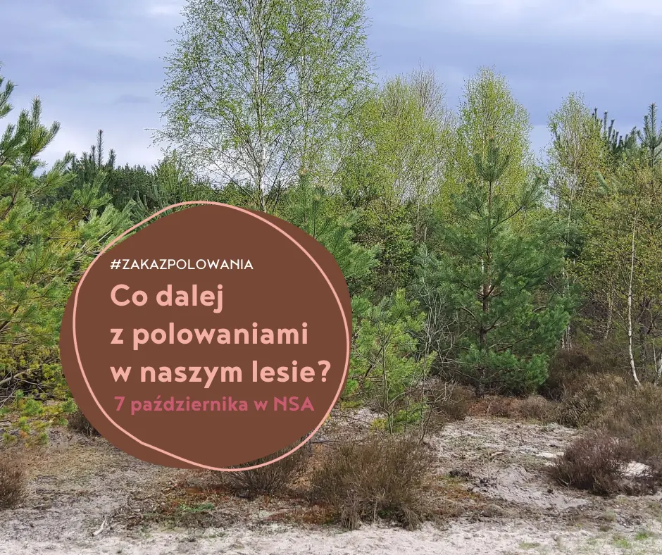 co dalej z polowaniami w naszym lesie