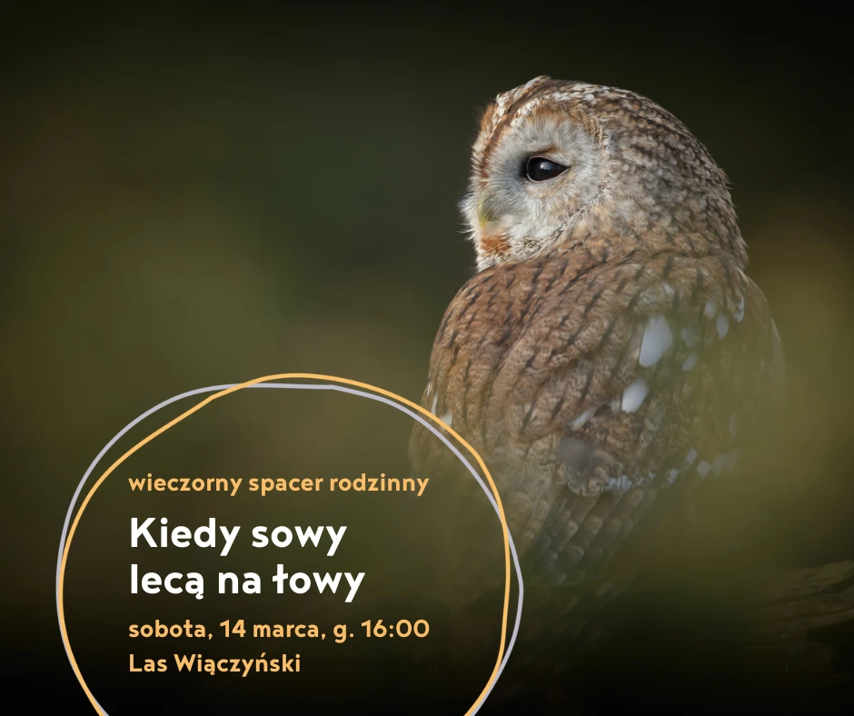 Zdjęcie sowy i napis: wieczorny spacer rodzinny Kiedy sowy lecą na łowy
