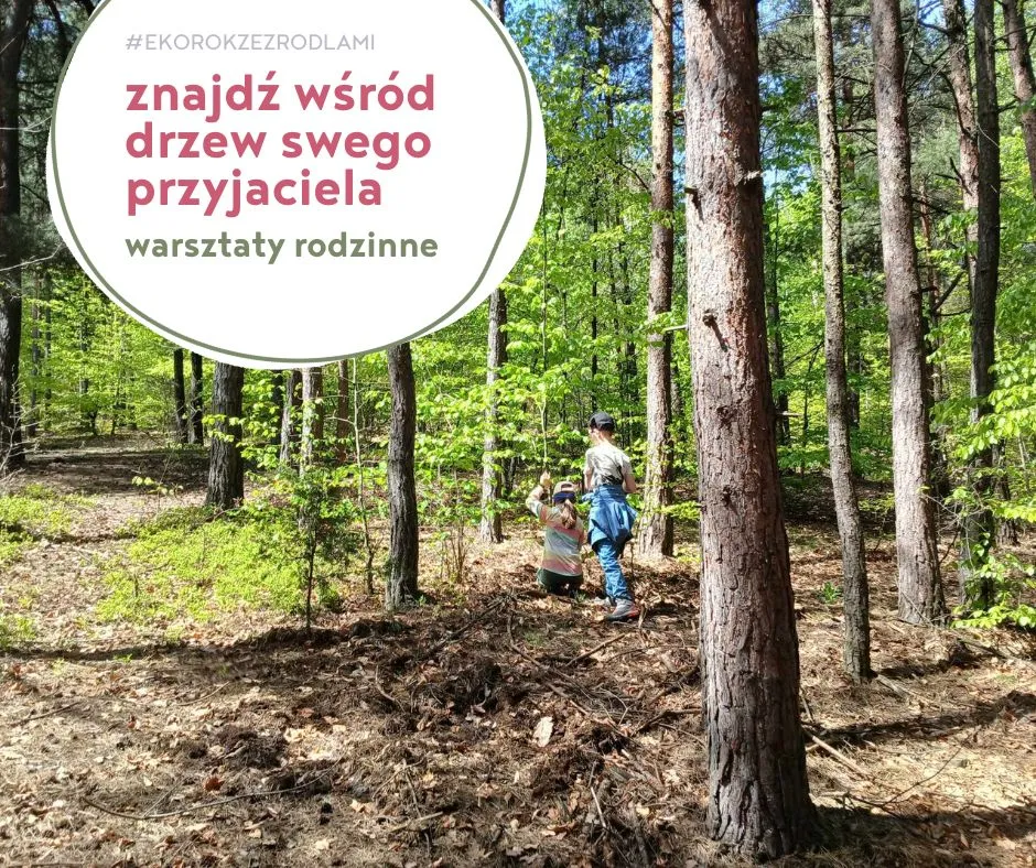 Zdjęcie lasu z podpisem Znajdź wśród drzew swego przyjaciela - warsztaty rodzinne
