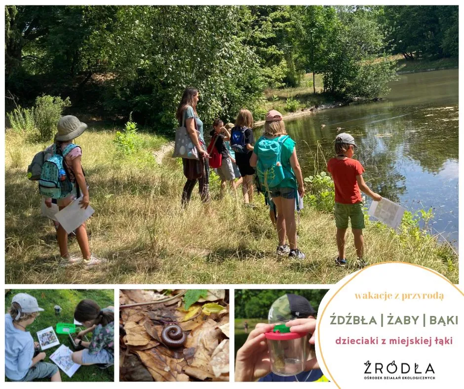 źdżbła, żaby, bąki - wakacje z przyrodą w mieście