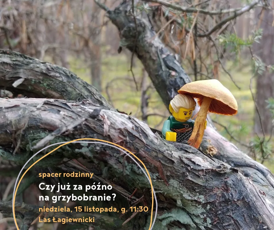 Czy już za późno na grzybobranie - spacer rodzinny